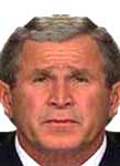 bush