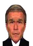 bush