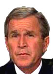 bush