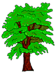 Albero