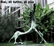 images/gallery/gif/22-cavallorai.gif
