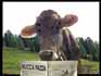 images/gallery/gif/42-muccapazza.jpg